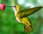 Hummingbirdlogo140906_edited-1