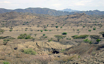 Turkanabush