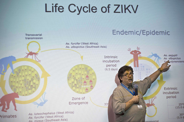 Paolo Zanotto, researcher at the Institute of Biomedical Sciences of the University of Sao Paulo, speaks during a press conference at the Institute of Biomedical Sciences of the Sao Paulo University, on January 8, 2016 in Sao Paulo, Brazil. Researchers at the Pasteur Institute in Dakar, Senegal are in Brazil to train local researchers to combat the Zika virus epidemic. AFP PHOTO / NELSON ALMEIDANELSON ALMEIDA/AFP/Getty Images