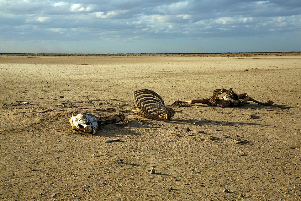  Many animals have died as a result of the drought. Animal carcasses are common sight around the Fadeto and Hariso IDP centers, Siti region, Ethiopia. 