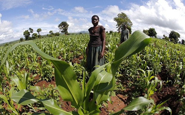 Malawian subsistence farmer tend their fields near the capital Lilongwe, Malawi February 1,  2016. Late rains in Malawi threaten the staple maize crop and have pushed prices to record highs. About 14 million people face hunger in Southern Africa because of a drought that has been exacerbated by an El Nino weather pattern, according to the United Nations World Food Programme (WFP). Picture taken with fish eye lens. REUTERS/Mike Hutchings