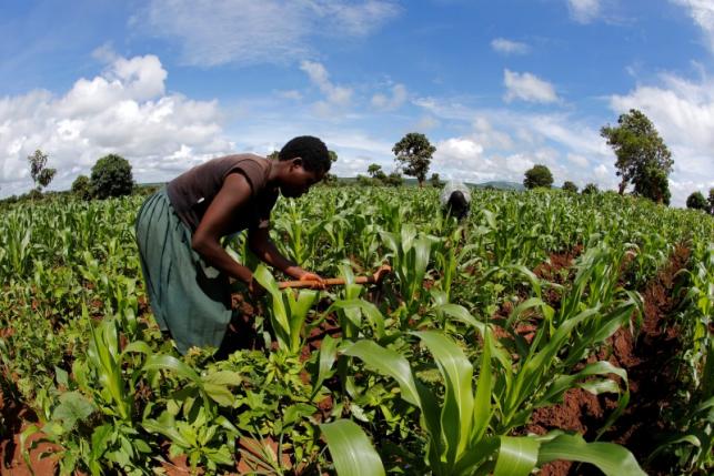 Subsistence farmer work their field of maize after late rains near the capital Lilongwe, Malawi February 1, 2016. REUTERS/Mike Hutchings