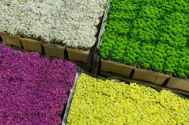 Flowers are seen at the Royal FloraHolland flower market in Aalsmeer, the Netherlands, March 16, 2016. REUTERS/Yves Herman/File Photo